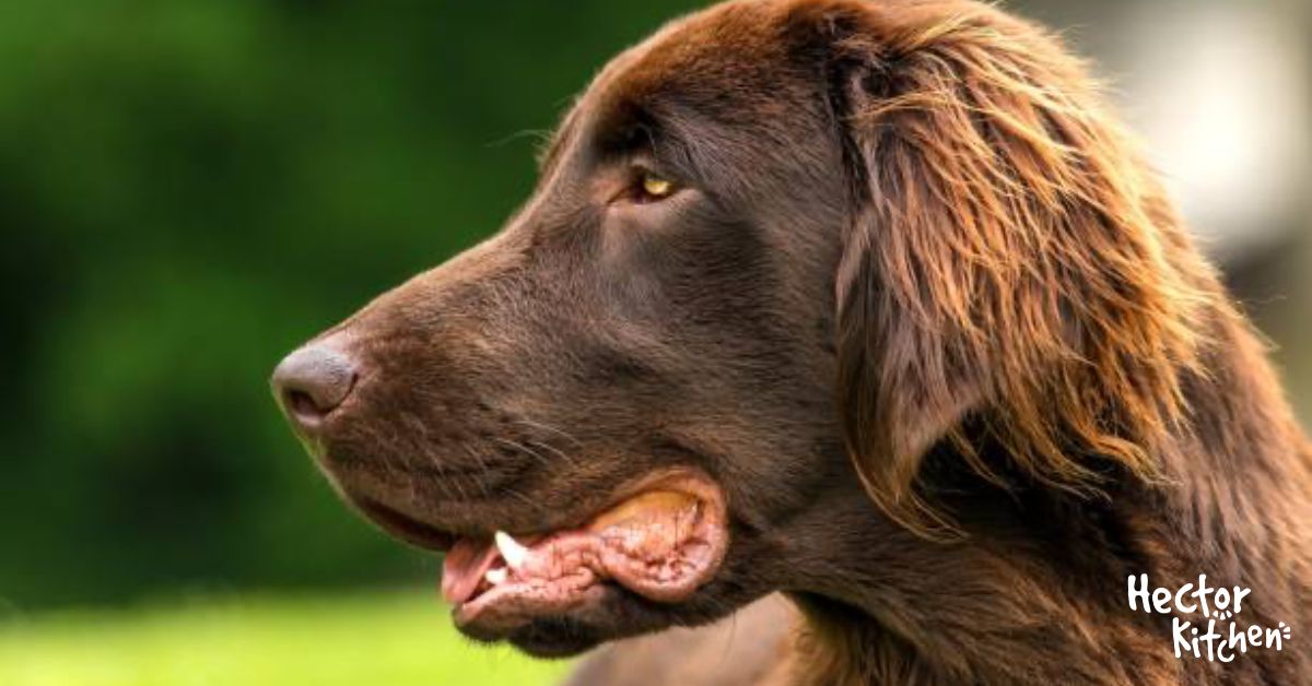 FlatCoated Retriever Le chien le plus dévoué du monde